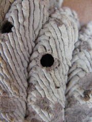 Trypoxylon lactitarse