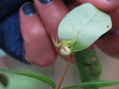 Misumenops callinurus