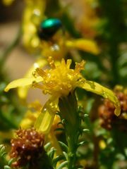 Senecio retortus