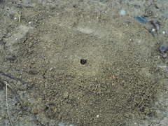 Lasioglossum marginatum