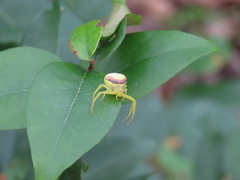 Misumenops callinurus