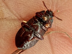 Uloma imberbis