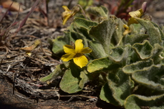 Viola purpurea aurea