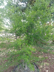 Diospyros xolocotzii