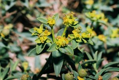 Euphorbia flavicoma