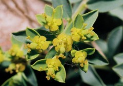 Euphorbia flavicoma