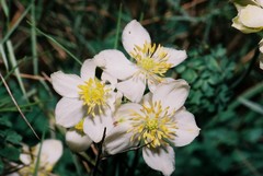 Thalictrum tuberosum