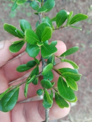 Diospyros xolocotzii
