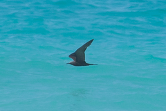 Anous stolidus galapagensis