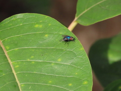 Lucilia eximia