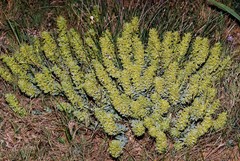 Thymelaea sanamunda