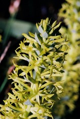 Thymelaea sanamunda