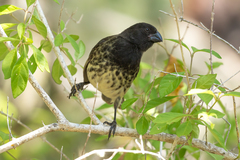 Platyspiza crassirostris