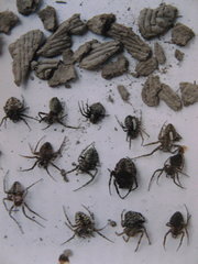 Trypoxylon lactitarse