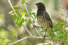 Platyspiza crassirostris