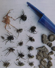 Trypoxylon lactitarse