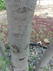 Diospyros xolocotzii