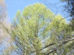 Larix sibirica