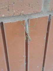 Stagmomantis resacae