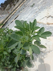Medicago cretacea