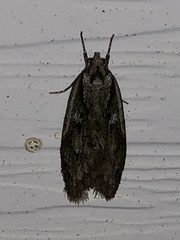 Semioscopis packardella