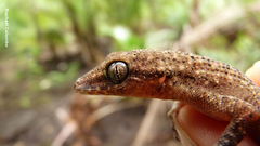 Phyllodactylus palmeus