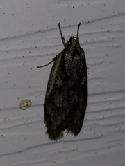 Semioscopis packardella