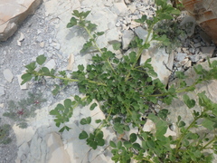 Medicago cretacea