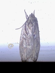Semioscopis packardella