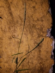 Eragrostis ciliaris