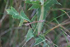 Marasmarcha lunaedactyla