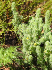 Thymelaea villosa