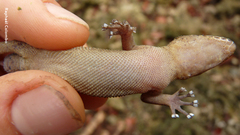 Phyllodactylus palmeus