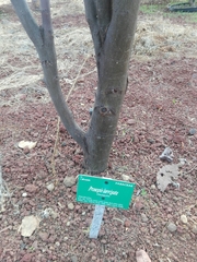 Diospyros xolocotzii