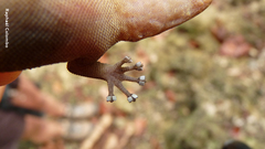 Phyllodactylus palmeus