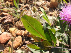 Klasea integrifolia monardii