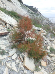 Pinus brutia pityusa