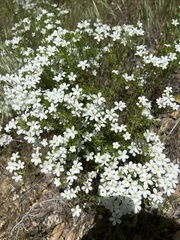 Leptosiphon floribundus