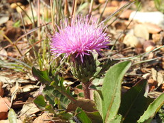 Klasea integrifolia monardii