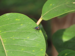 Lucilia eximia