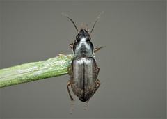 Parophonus maculicornis