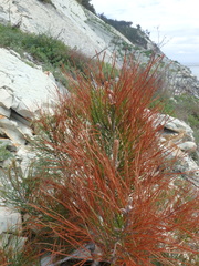 Pinus brutia pityusa