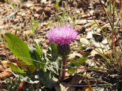 Klasea integrifolia monardii