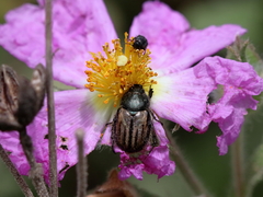 Blitopertha nigripennis