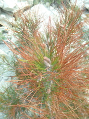 Pinus brutia pityusa
