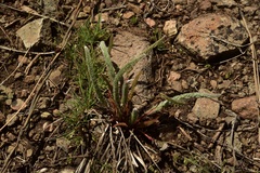 Ivesia aperta canina