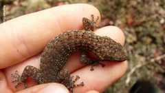 Phyllodactylus palmeus