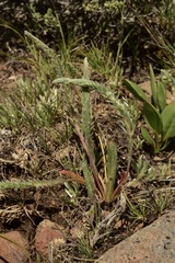 Ivesia aperta canina