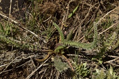 Ivesia aperta canina