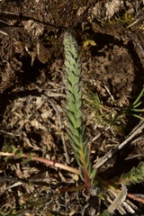 Ivesia aperta canina